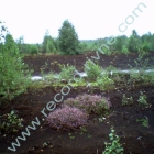 PEAT FIELD